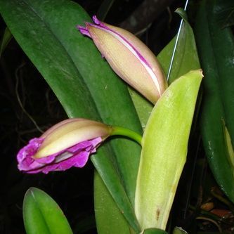 พิมพ์เรซิ่นใบกล้วยไม้แคทลียา(Veiners Cattleya leaf )