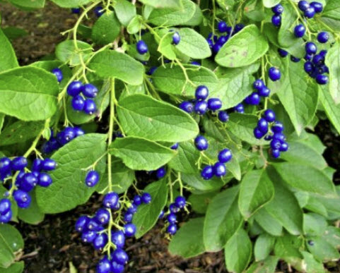 แซฟไฟร์ เบอรี่ (Sapphire Berry / Symplocos paniculata) / 10 เม็ด (USA)*