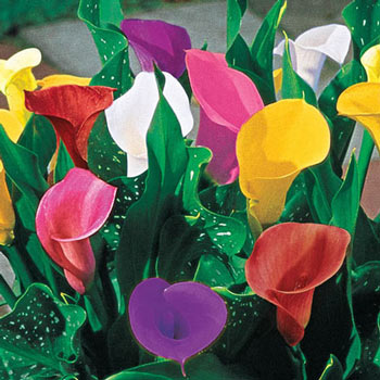 เรซินอัดลายดอกคาร่า(Veiners calla lily)