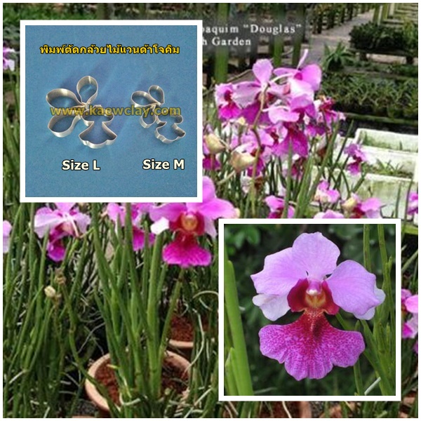 พิมพ์ตัดกล้วยไม้แวนด้าโจคิม (Aluminum mold cutter Vanda Miss Joaquim orchids.) สำเนา