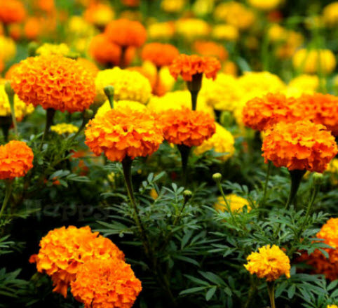 ดาวเรืองอัฟริกัน (African Marigold-Crackerjack) คละ / 300 เม็ด (UK)
