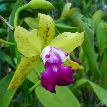 พิมพ์ตัดกล้วยไม้เนตรศิริดอล(Aluminum mold cutter orchids)