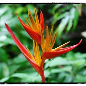 พิมพ์อลูมิเนียมตัดดอก+ใบก้ามกุ้ง(ธรรมรักษา)(Aluminum mold cutter Heliconia + leaves )