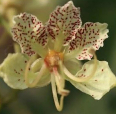 กล้วยไม้ต้น (Orchid Tree / Bauhinia Retusa) / 10 เม็ด (Italy)*