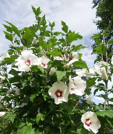 โรสออฟชารอน-เรดฮาร์ท (Rose of Sharon - Red Heart) / 50 เม็ด (UK)*