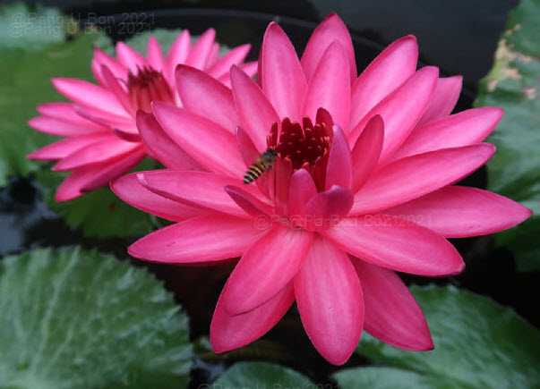 บัวสาย'วารีลาภ' / N.'Wareelarp'