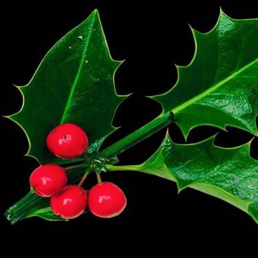 พิมพ์ตัดอลูมิเนียมใบโฮลี่(Aluminum mold cutter Holly Leaf )