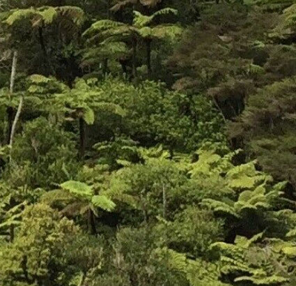 เฟิร์นใบเงิน Silver Fern / Cyathea dealbata / 500 สปอร์ (พรีออเดอร์)