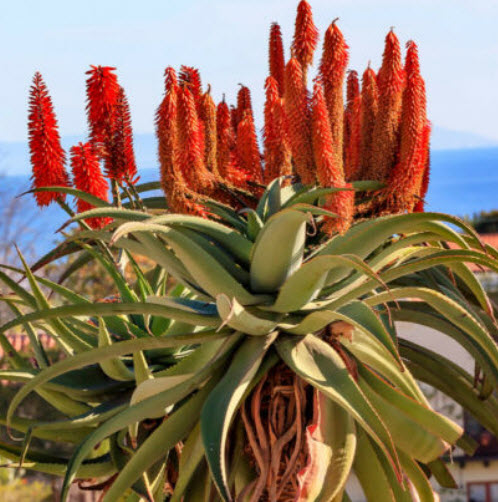 ว่านหางจระเข้ต้น (Aloe Tree / giant baby of africa) / 5 เม็ด (Portugal)