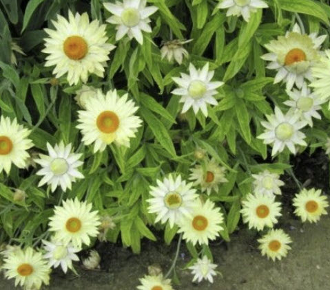สตรอฟลาวเวอร์ (Srawflower / Helichrysum bracteatum) สีขาว / 80 เม็ด (UK)