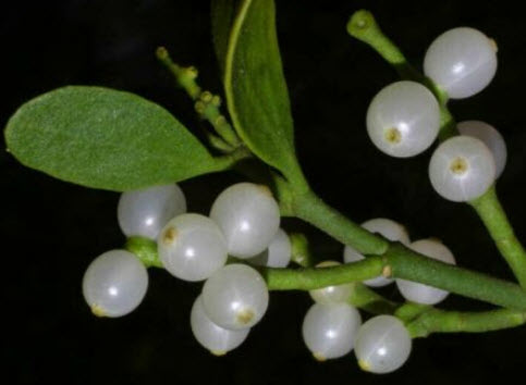 มิสเซิลโท (Mistletoe) / 5 เม็ด (USA)