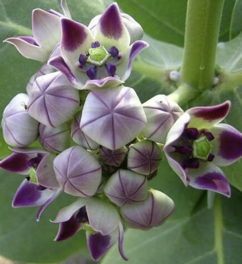 รัก (Crown Flower / Calotropis Gigantea) สีม่วง / 25 เม็ด (Sri Lanka)*