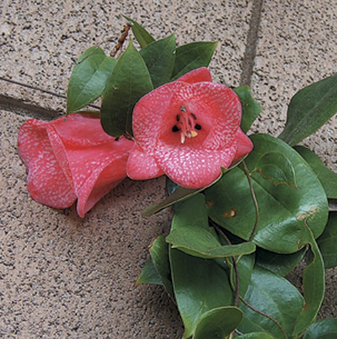 Cutter Mold lapageria rosea