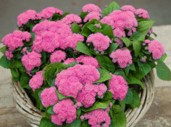 อะเจอราตุ้ม (Ageratum) ชมพู พันธุ์เตี้ย / 2,000 เม็ด (UK)*
