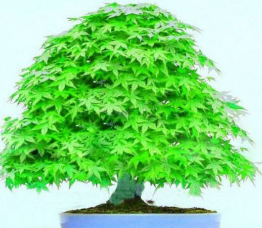 เมเปิ้ลญี่ปุ่น (Japanese Maple) ต้นเตี้ย สีเขียว / 10 เม็ด (UK)