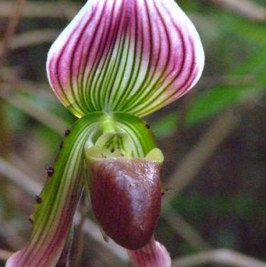 พิมพ์ตัดดอก+ใบรองเท้านารีคางกบ(Aluminum mold cutter Paphiopedilum callosum)