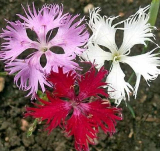 ฟริ้งก์พิงค์ (Fringed pinks) / 20 เม็ด (USA)