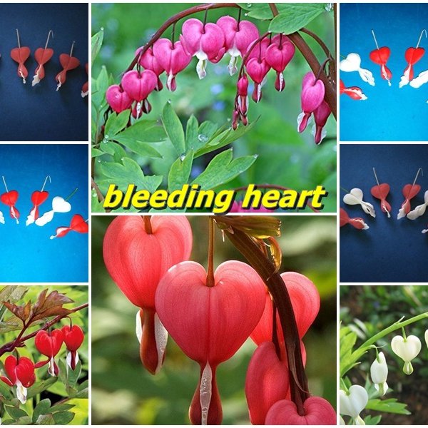 พิมพ์ตัดอลูมิเนียมดอกหฤทัยหยาดทิพย์(Aluminum mold cutter Bleeding Heart flowers)