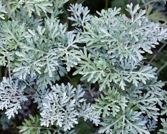 เวิร์มวู๊ด (Wormwood) / 500 เม็ด (France)