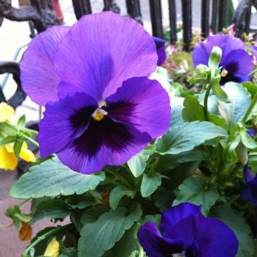 เรซินอัดลายดอกแพนซี+ใบ (Veiners pansy flower+leaves )