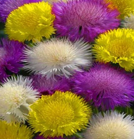 สวีทสุลต่าน (Sweet Sultan) คละ / 200 เม็ด (UK)*