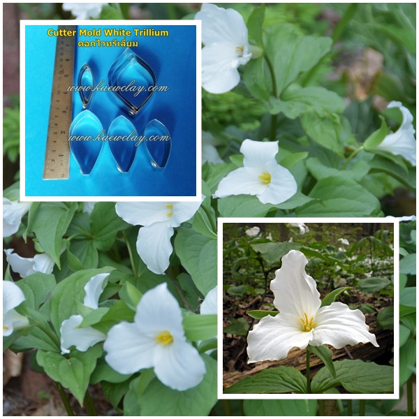 พิมพ์ตัดดอก+ใบไวทรีเลี่ยม(Cutter Mold White Trillium)