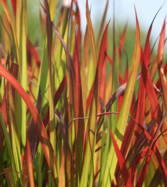 หญ้าคาแดงญี่ปุ่น หญ้าแดงญี่ปุ่น (Japanese Blood Grass / red baron) / 100 เม็ด (Portugal) *