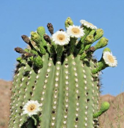 ซากัวโร หรือแคคตัสยักษ์ (Saguaro) / 10 เม็ด (USA)