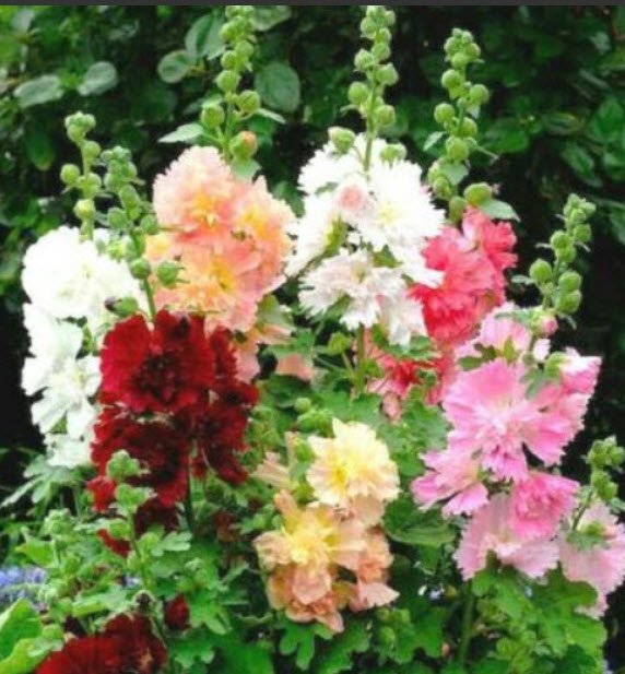 ฮอลลี่ฮ็อค (Hollyhock - Majorette Double) ดอกซ้อน คละ / 200 เม็ด (UK)*