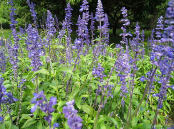 เม็กซิกัน เสจ (Mexican Sage) / 25 เม็ด (Hungary)