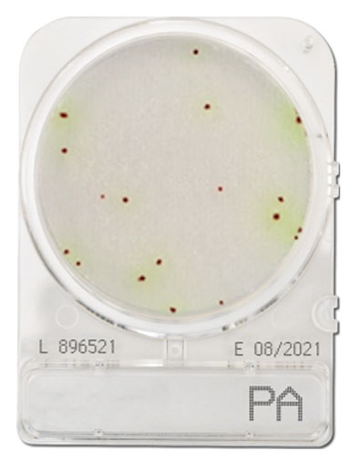 Compact Dry PA (สำหรับตรวจ Pseudomonas aeruginosa)