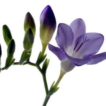 พิมพ์อลูมิเนียมตัดฟรีเซีย(Aluminum mold cutter Freesias flower)