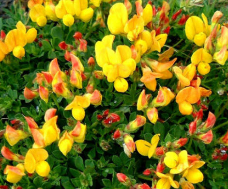 Birds foot Trefoil / 4,500เม็ด (UK)