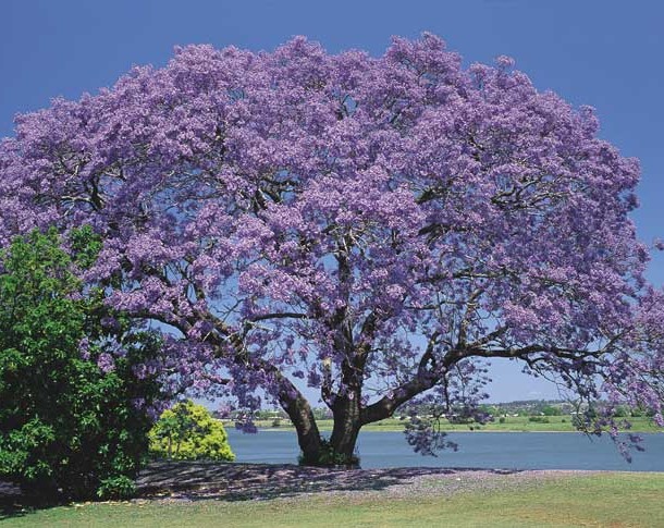 พิมพ์ตัดดอกศรีตรัง(Mold cutter Jacaranda filicifolia D. Don.)