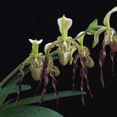 พิมพ์ตัดอก+ใบรองเท้านารี หนวดฤาษี ( Aluminum mold cutter Paphiopedilum parishii)