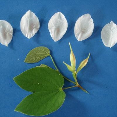 พิมพ์ตัดอลูมิเนียมดอก+ใบกาหลง(Aluminum mold cutter Snowy Orchid Tree )