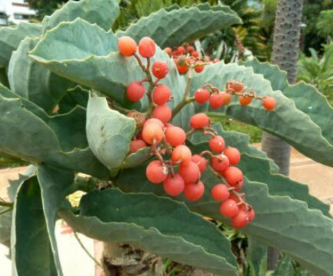 องุ่นนามิเบีย (Namibian grape) หรือองุ่นต้น / เม็ด (Israel) สินค้า Pre-order