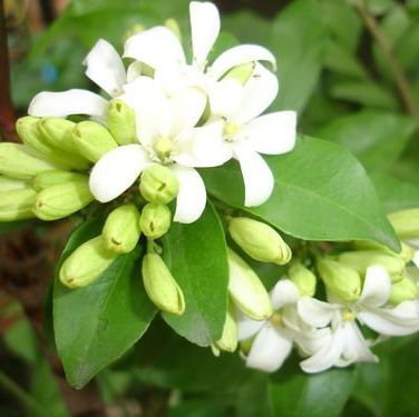 เรซินอัดลายใบแก้ว/ใบส้ม(Veiners leaf Murraya paniculata / orange leaves)