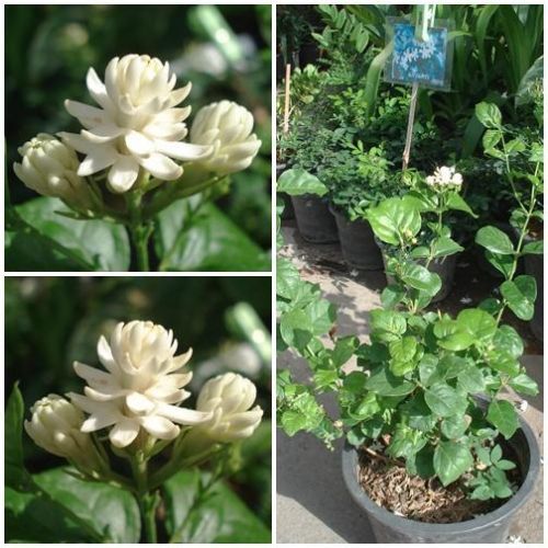 พิมพ์อลูมิเนียมตัดดอก+ใบมะลิฉัตร (Aluminum mold cutter Arabian Jasmine + leaves )