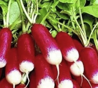 ไชเท้า (Radish - Mila) / 25 เม็ด (UK)