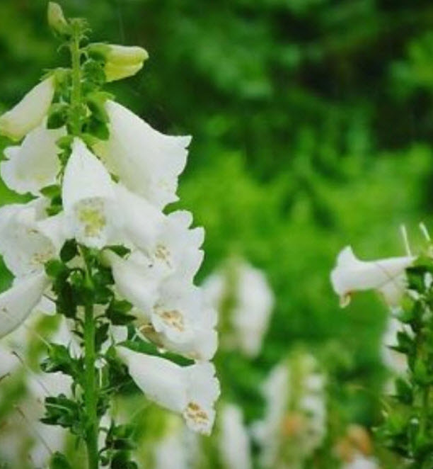 ดิจิทาลิส หรือถุงมือจิ้งจอก (Common Foxglove) คละ / ซอง 50 เม็ด (China)*