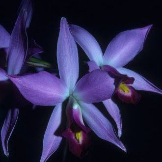 พิมพ์ตัดดอกกล้วยไม้แลเลีย(Aluminum mold cutter laelia anceps lindley)