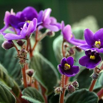 พิมพ์อลูมิเนียมตัดรวมกลีบดอก+ใบแอฟริกันไวโอเล็ต (Aluminum mold cutter African Violet + leaves )