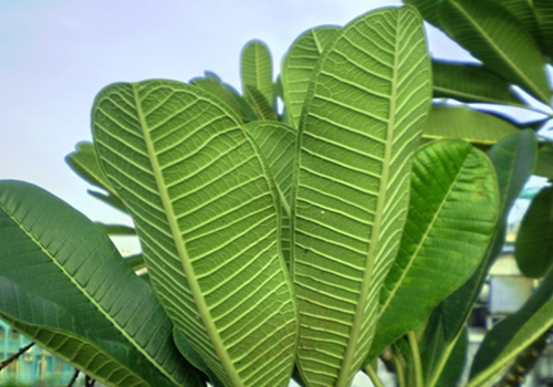 พิมพ์อัดลายใบลีลาวดี (Veiners Plumeria leaf)