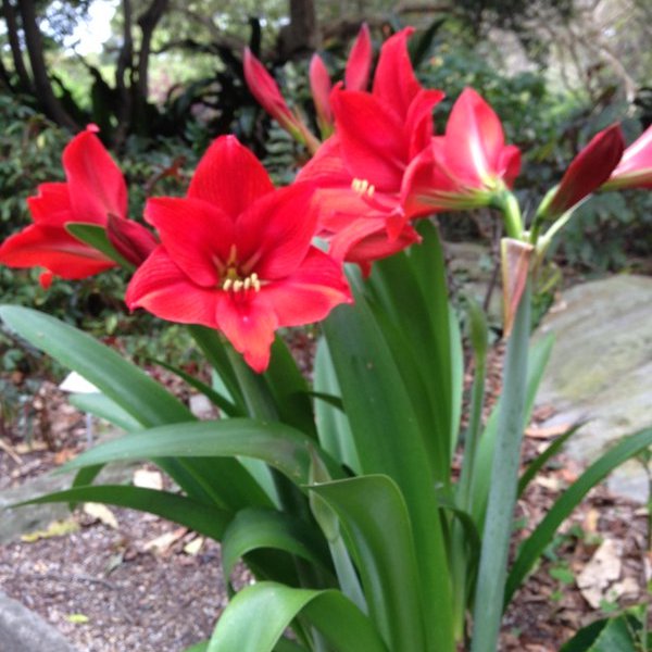 พิมพ์ตัดอลูมิเนียมว่าน 4 ทิศ(Aluminum mold cutter Amaryllis / Hippeastrum )