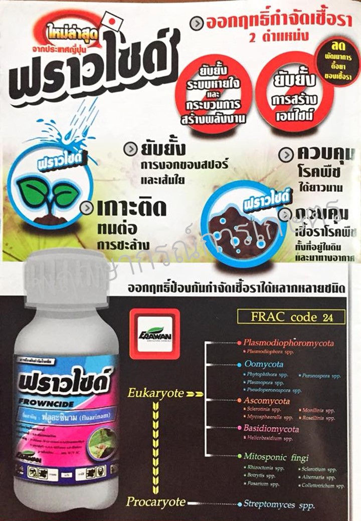 ฟราวไซด์ 500 ซีซี