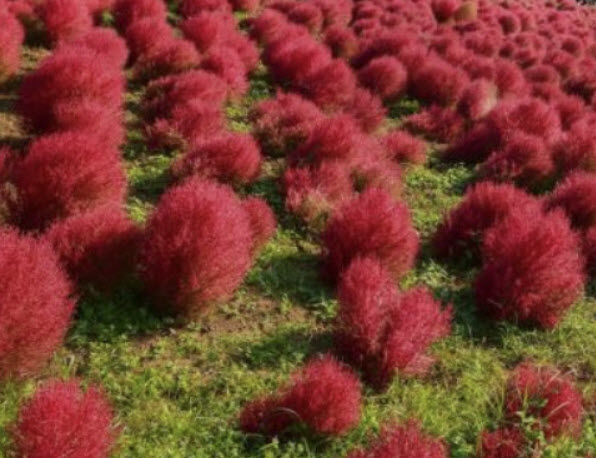 หญ้ากอเชีย (Kochia scoparia - Burning Bush) / 500 เม็ด (France)*