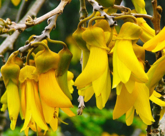 ลิลลี่ภูเขา (Kowhai) / 10 เม็ด (New Zealand)*