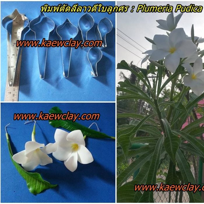 พิมพ์อลูมิเนียมตันลีลลาวดีใบลูกศร(Aluminum mold cutter Plumeria pudica + leaves )
