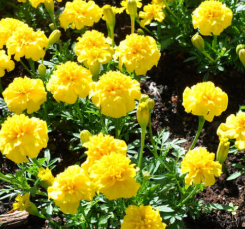 ดาวเรืองฝรั่งเศส (French Marigold-Petite Yellow) / 350 เม็ด (UK)